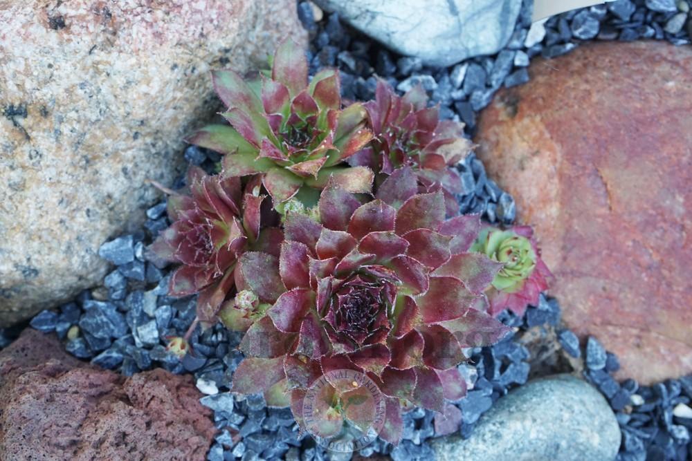 Photo of Hen and Chicks (Sempervivum 'Pacific Mayfair Imp') uploaded by Patty