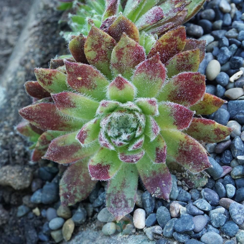 Photo of Hen and Chicks (Sempervivum 'Cherry Frost') uploaded by Patty