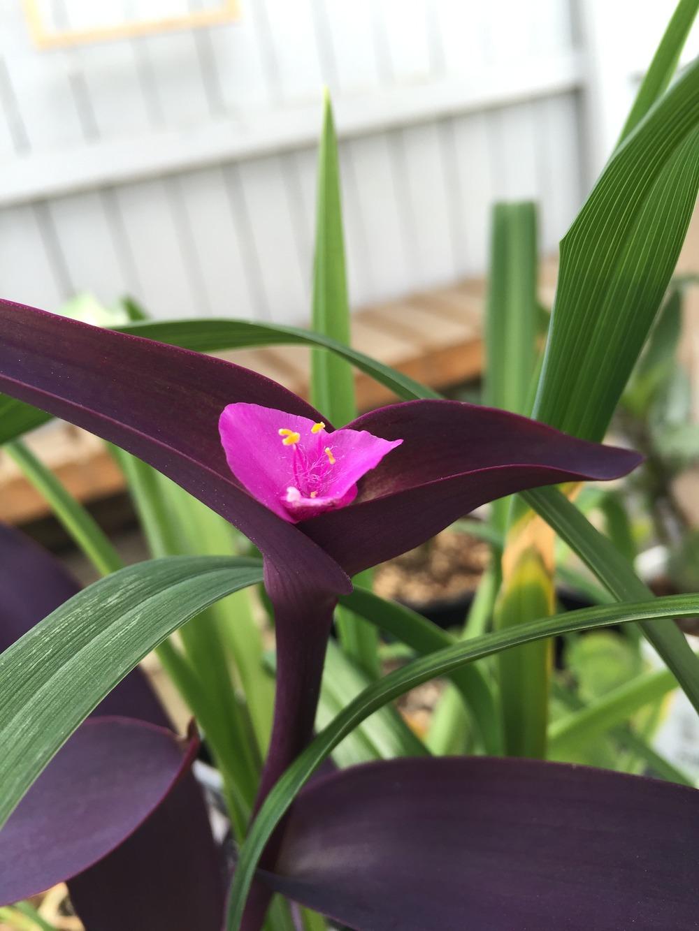 Photo of Purple Heart (Tradescantia pallida 'Purpurea') uploaded by RobinSeeds