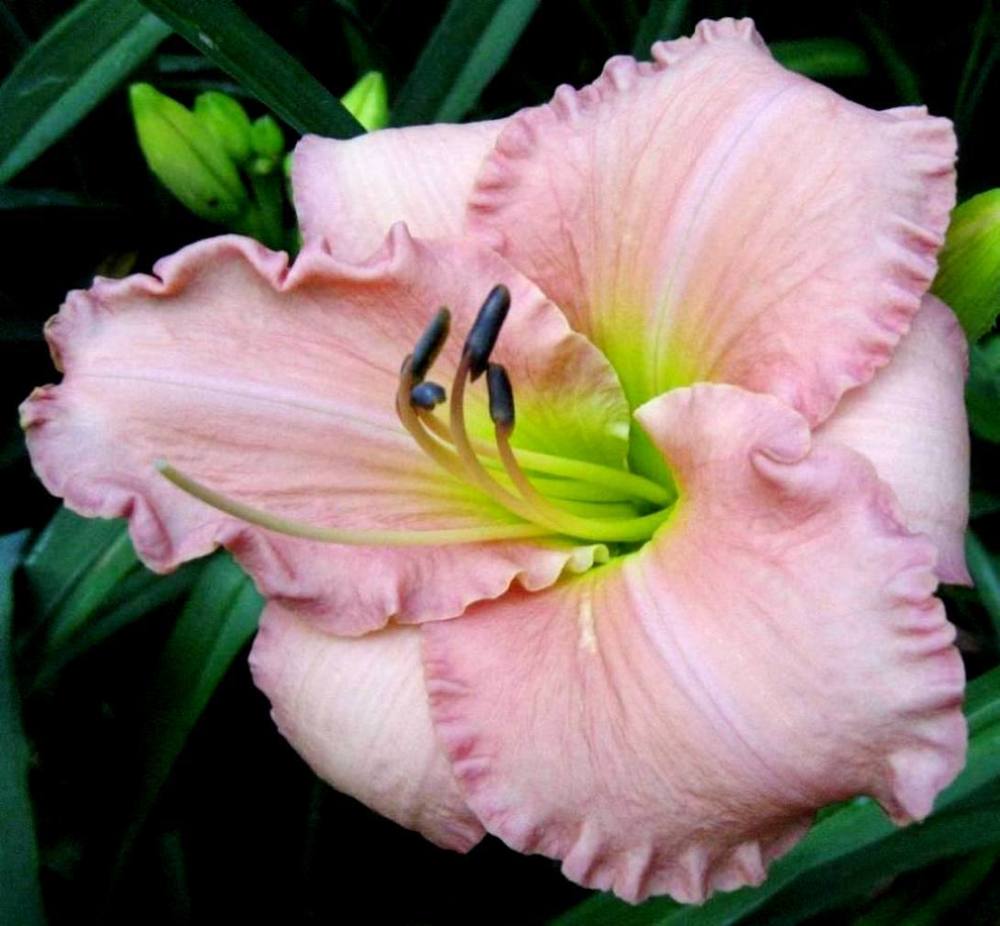 Photo of Daylily (Hemerocallis 'Pink Criterion') uploaded by Sscape