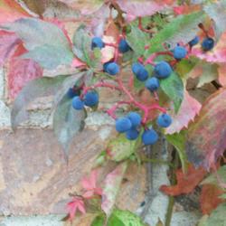 Location: my garden - Chicagoland area
Date: Early October
Closeup of berries
