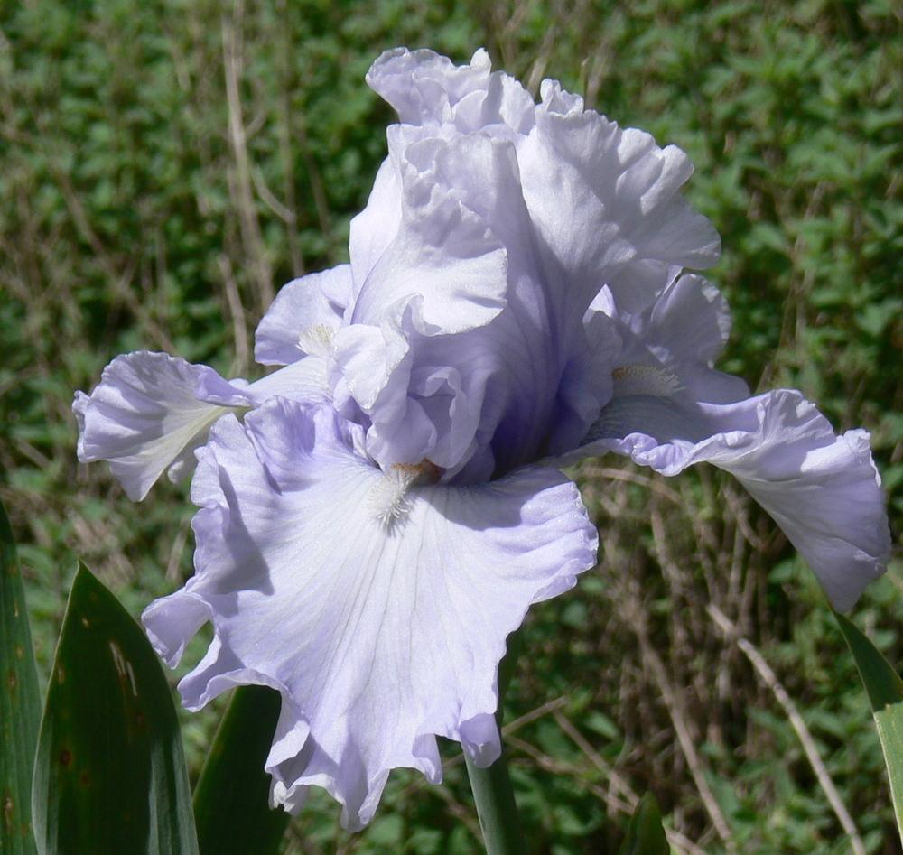 Photo of Tall Bearded Iris (Iris 'Cool Charlotte') uploaded by janwax