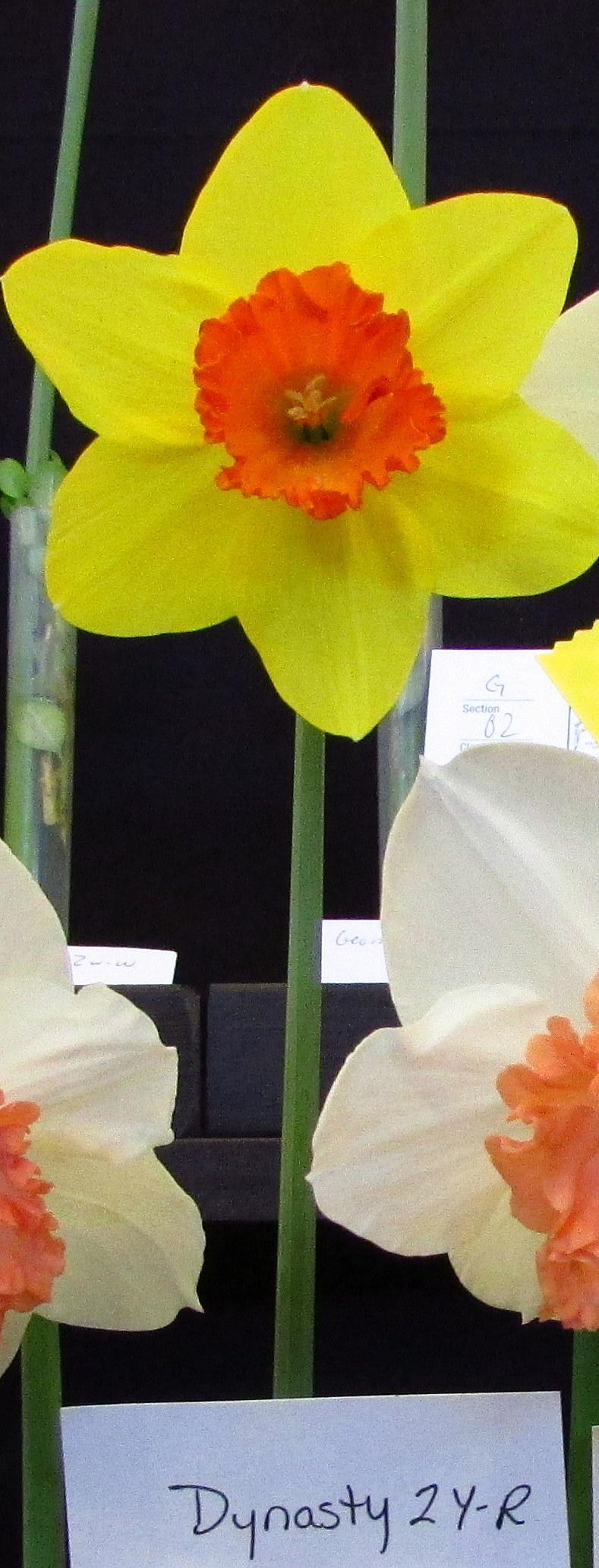 Photo of Large Cupped Daffodil (Narcissus 'Dynasty') uploaded by jmorth