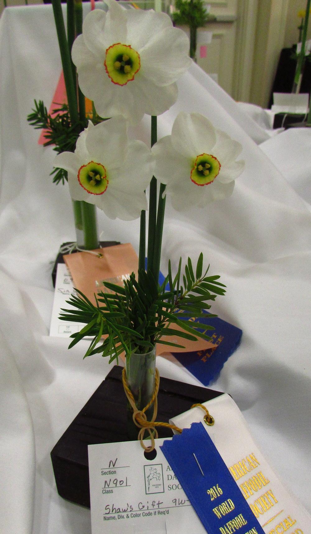 Photo of Poeticus Daffodil (Narcissus 'Shaw's Gift') uploaded by jmorth