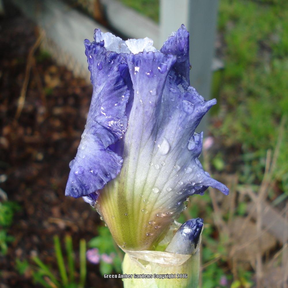 Photo of Tall Bearded Iris (Iris 'Stars and Stripes Forever') uploaded by lovemyhouse