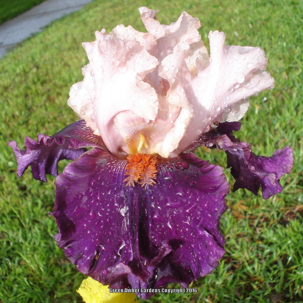 Photo of Tall Bearded Iris (Iris 'Fashion Magic') uploaded by lovemyhouse