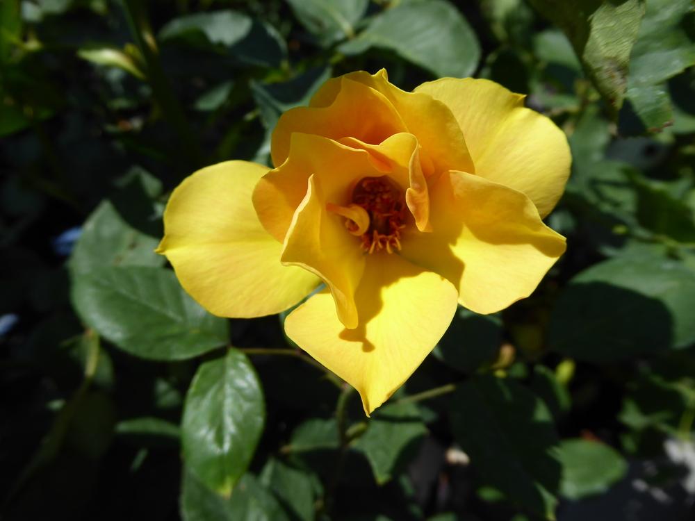 Photo of Rose (Rosa 'Gold Glow') uploaded by mellielong