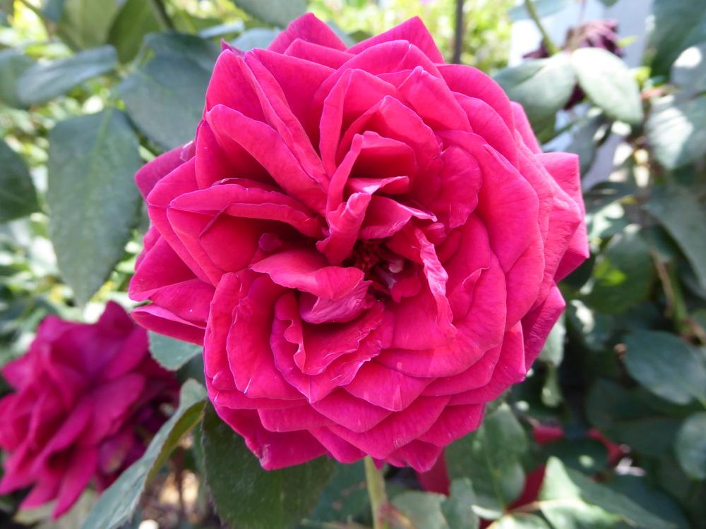 Photo of Rose (Rosa 'Grafin Diana') uploaded by mellielong