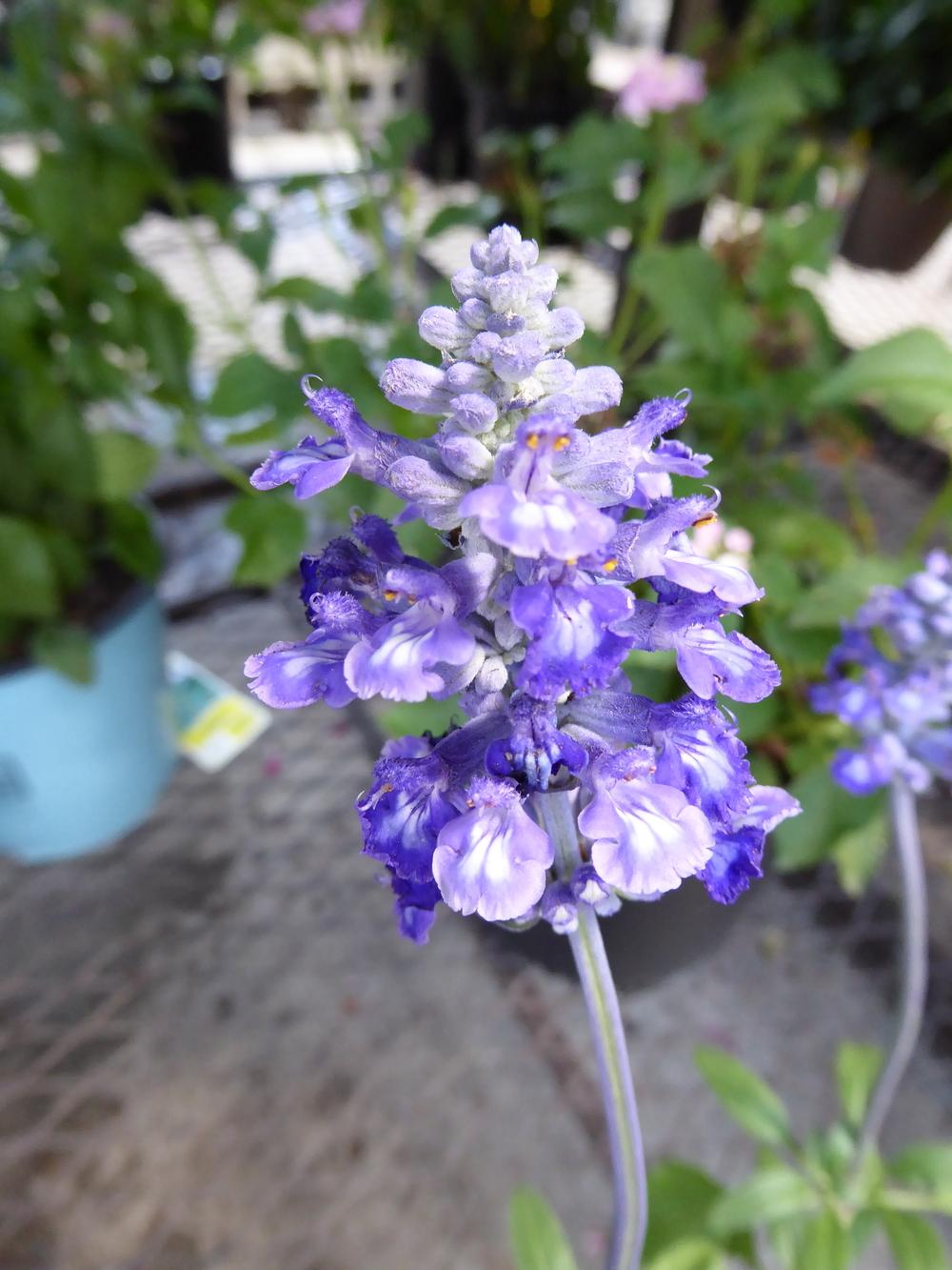 Photo of Mealycup Sage (Salvia farinacea Sallyfun™ Blue Emotion) uploaded by mellielong