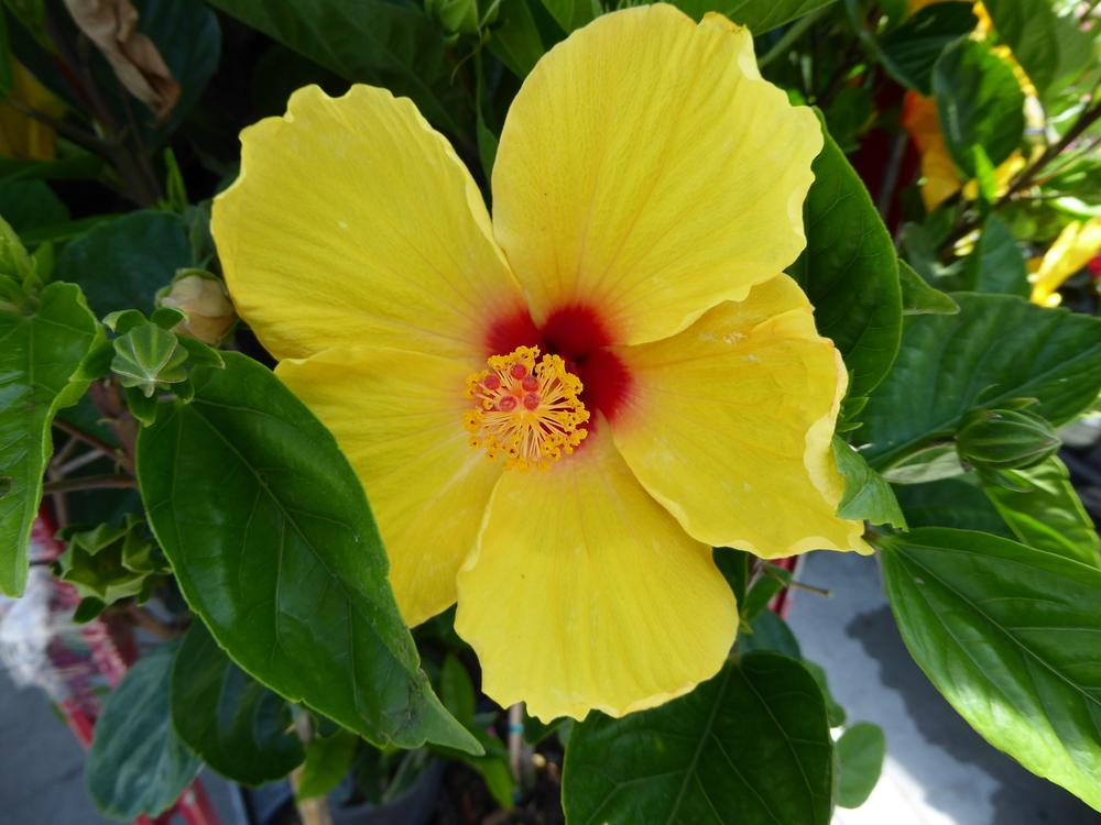 Photo of Tropical Hibiscus (Hibiscus rosa-sinensis 'Fort Myers Yellow') uploaded by mellielong