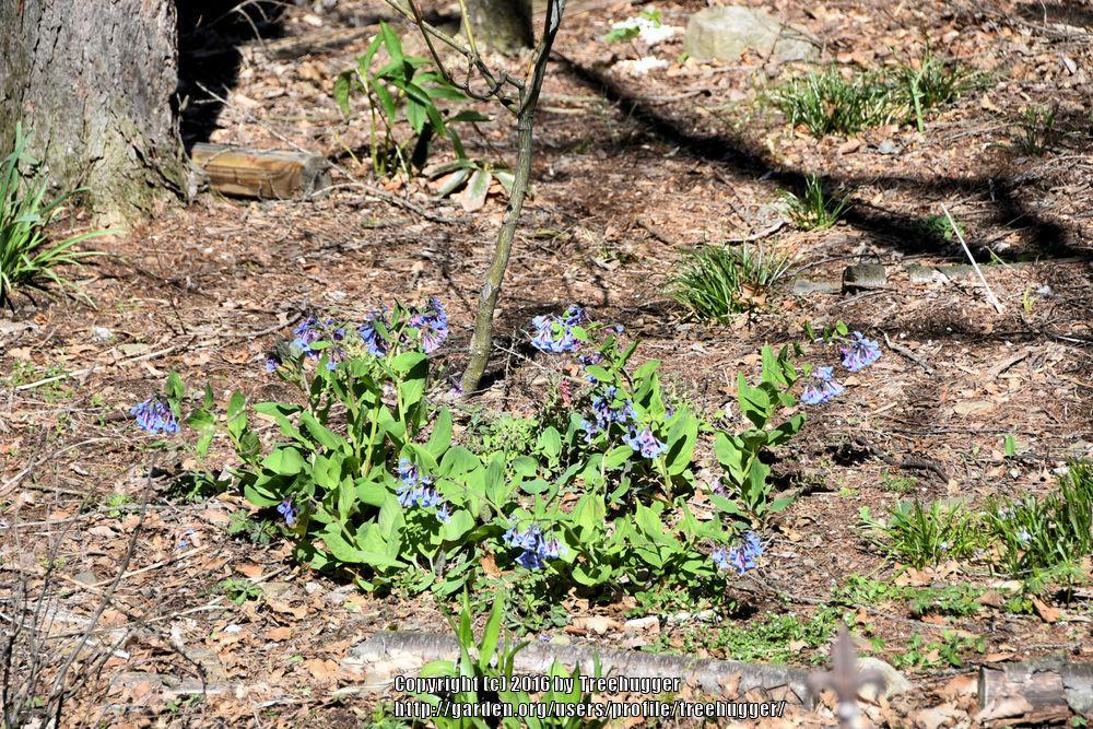 Photo of Virginia Bluebells (Mertensia virginica) uploaded by treehugger