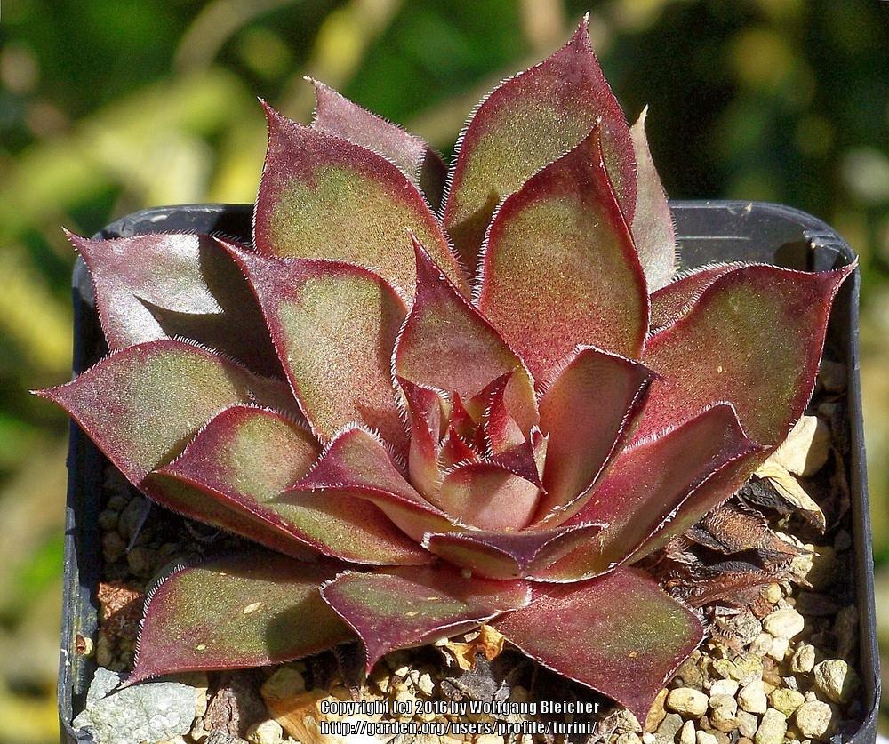 Photo of Hen and Chicks (Sempervivum 'Christmas Time') uploaded by turini
