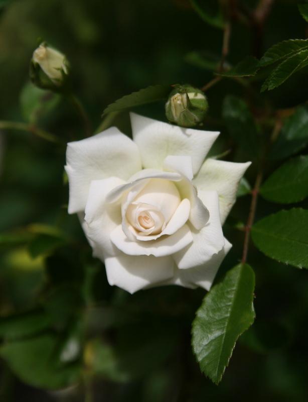 Photo of Rose (Rosa 'Innocence') uploaded by Calif_Sue