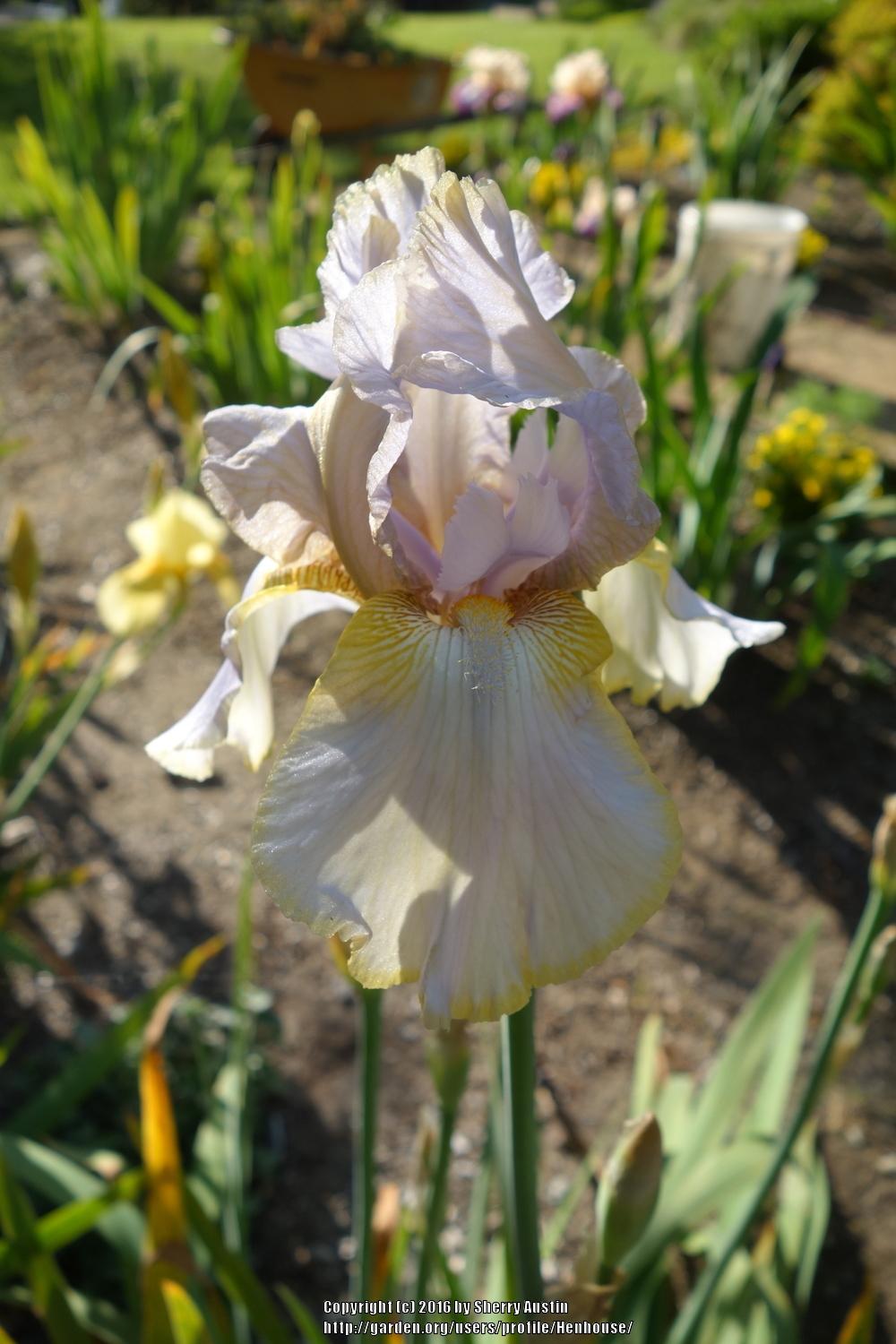 Photo of Tall Bearded Iris (Iris 'Lula Marguerite') uploaded by Henhouse