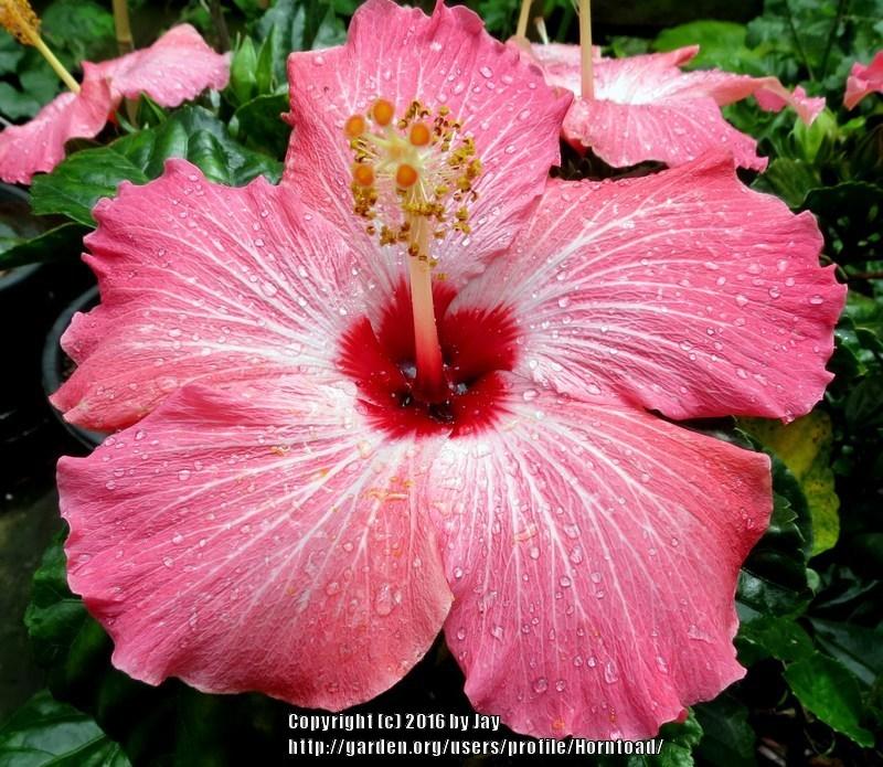 Photo of Tropical Hibiscus (Hibiscus rosa-sinensis 'Painted Lady') uploaded by Horntoad