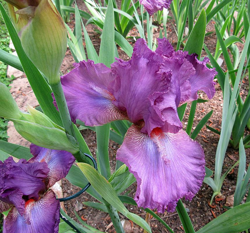 Photo of Tall Bearded Iris (Iris 'Talking Turkey') uploaded by Lestv
