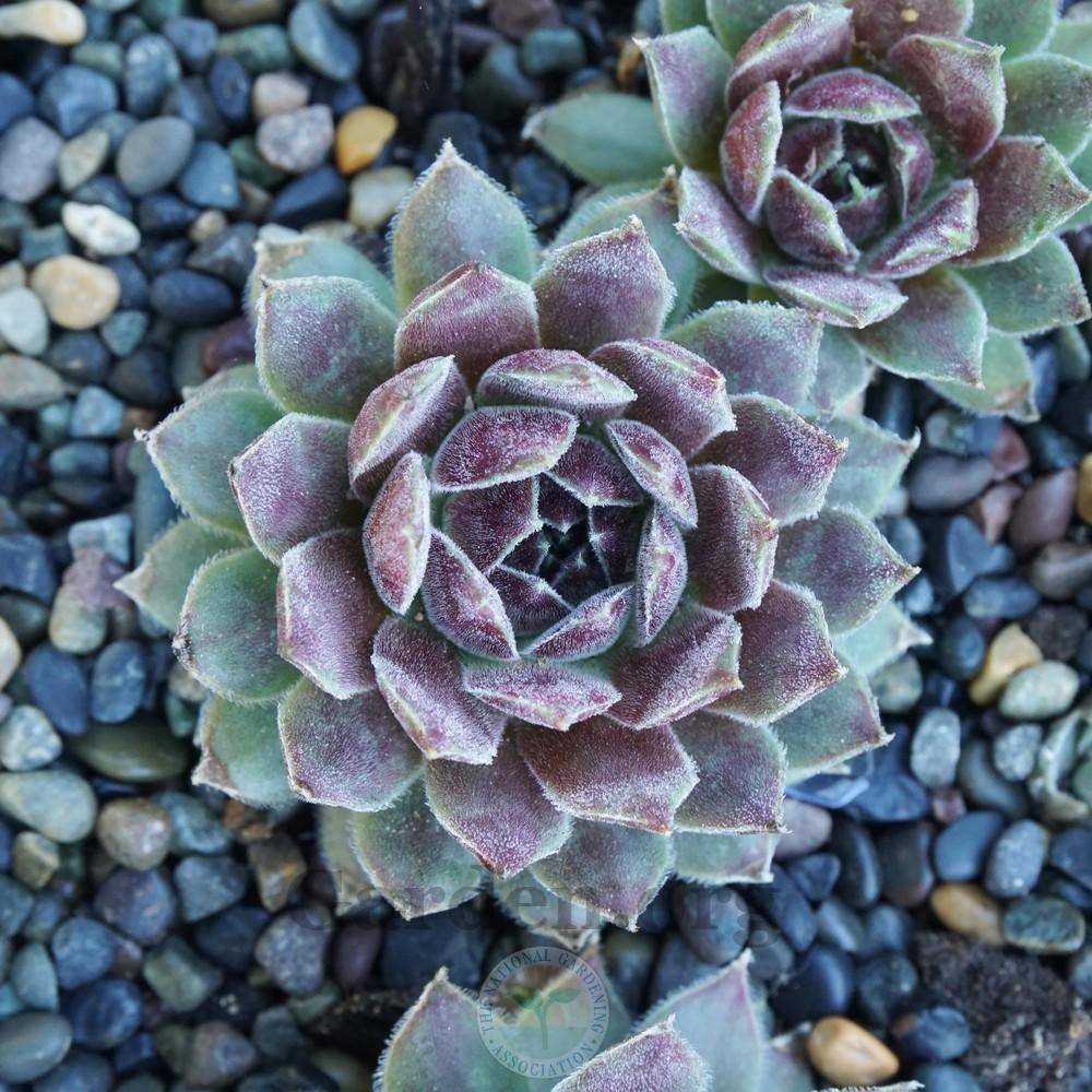 Photo of Hen and Chicks (Sempervivum 'Greenwich Time') uploaded by Patty