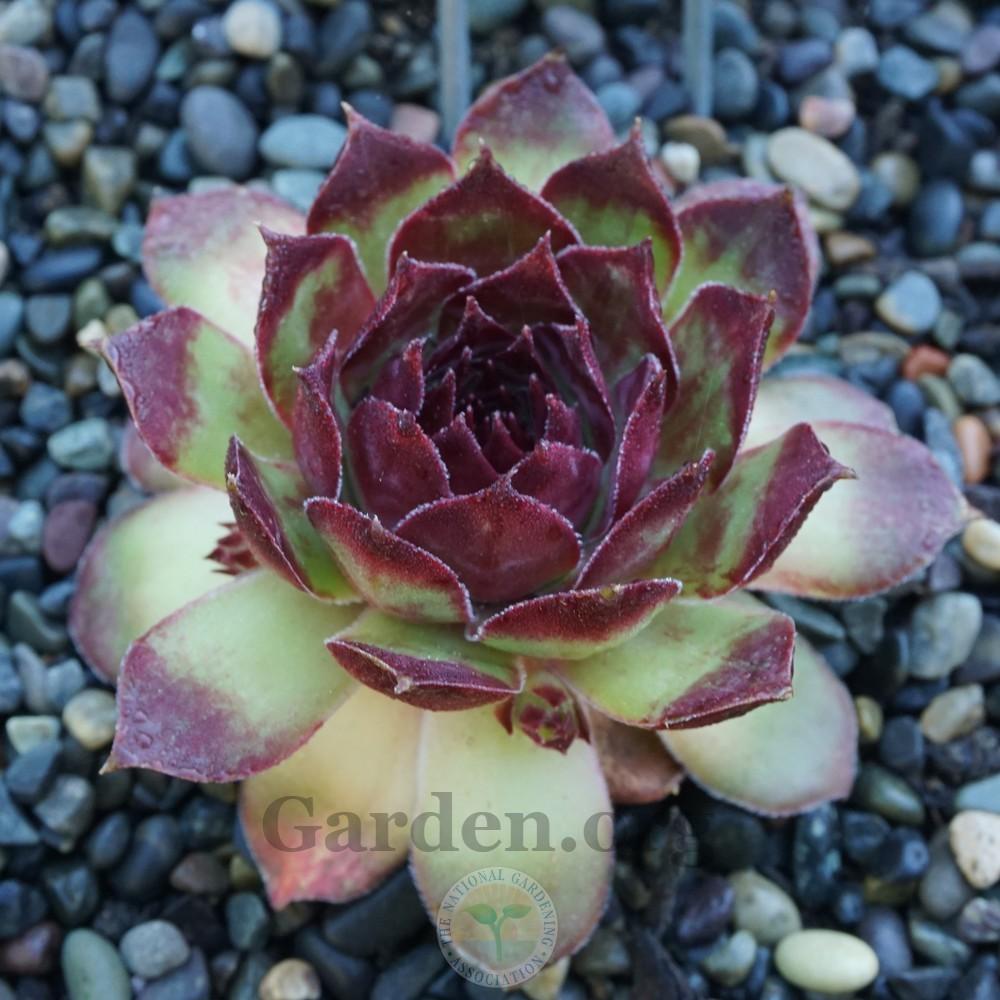 Photo of Hen and Chick (Sempervivum 'Roasted Chestnut') uploaded by Patty