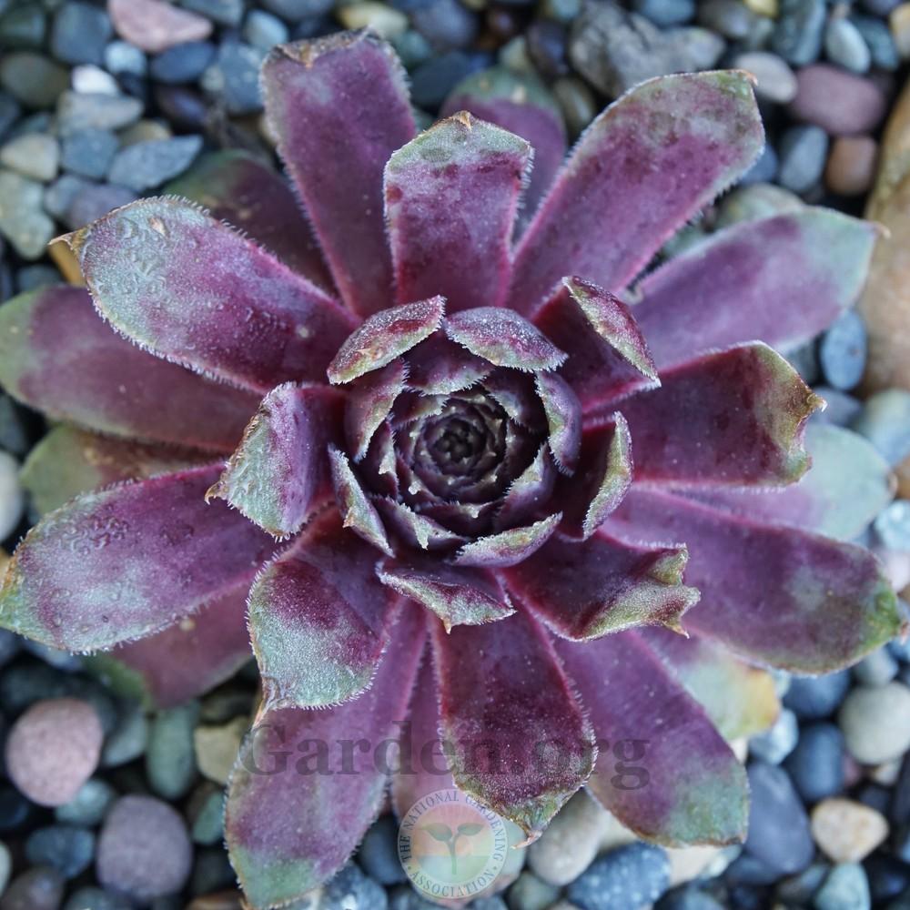 Photo of Hen and Chick (Sempervivum 'Polly Bishop') uploaded by Patty