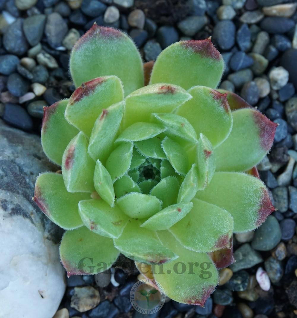 Photo of Hen and Chicks (Sempervivum 'Pacific Green Rose') uploaded by Patty