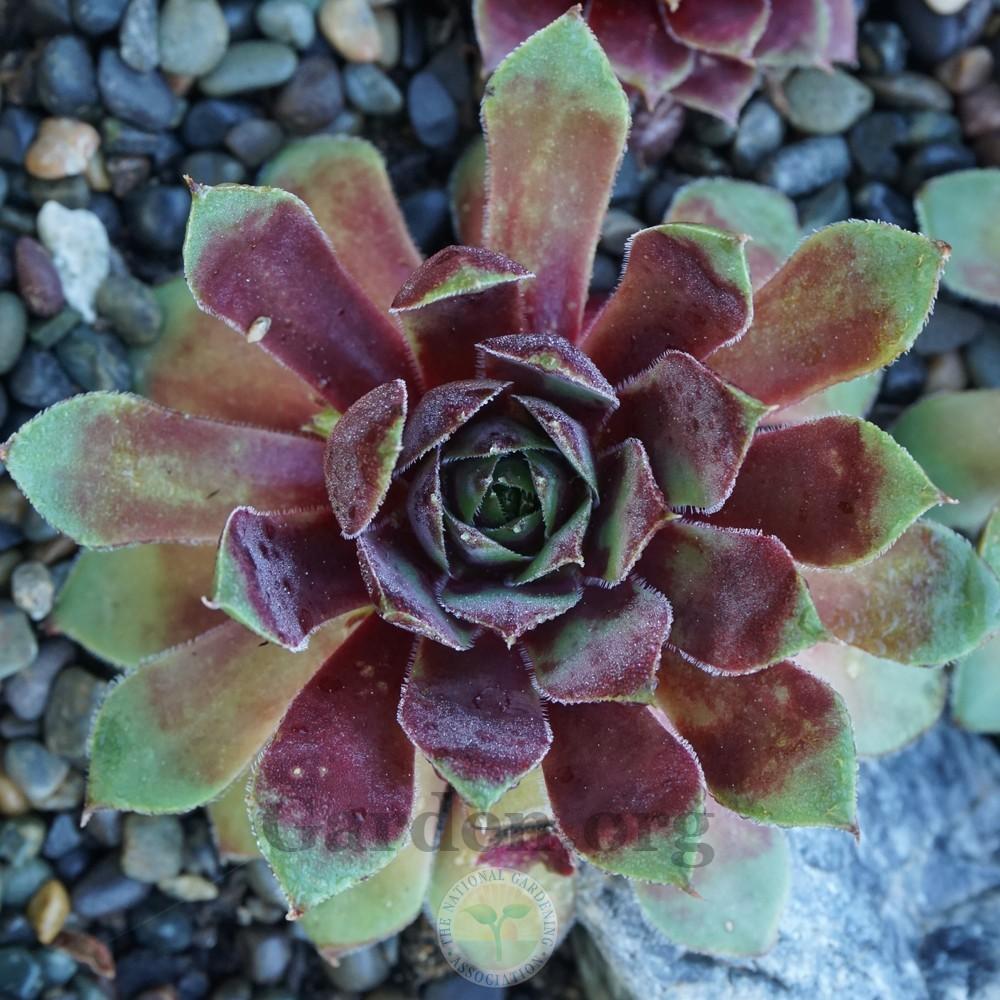 Photo of Hen and Chicks (Sempervivum 'Heart of Darkness') uploaded by Patty