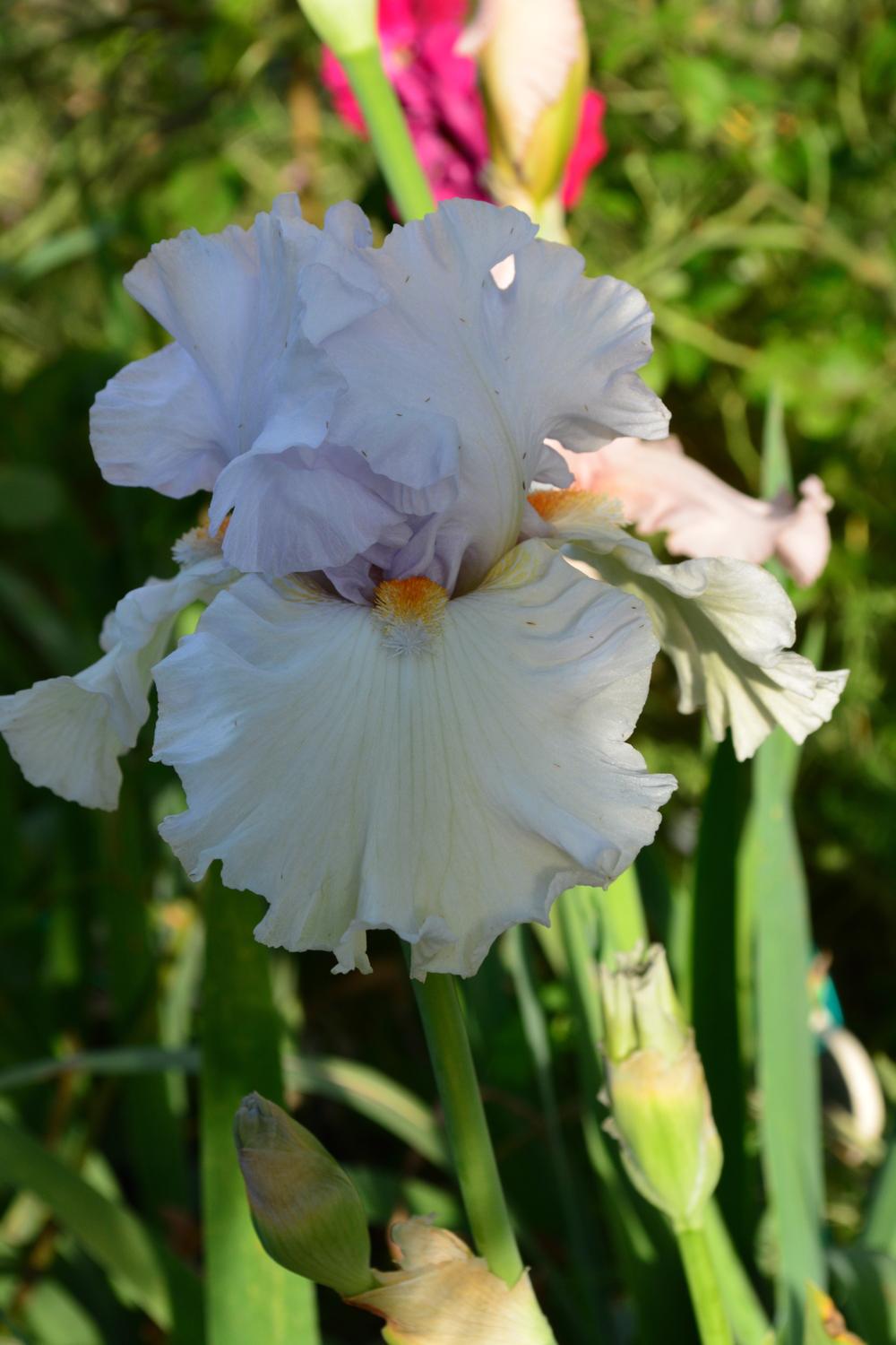 Photo of Tall Bearded Iris (Iris 'Neat Pleats') uploaded by Phillipb2