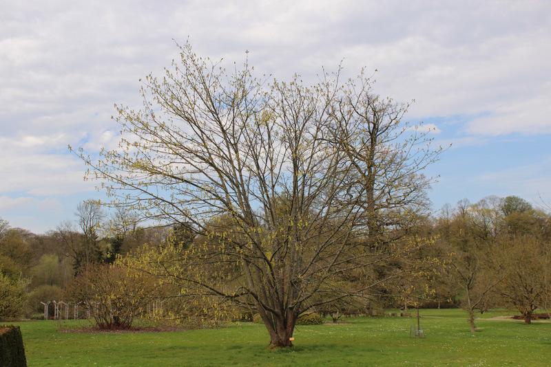Photo of Big-Leaf Maple (Acer macrophyllum) uploaded by RuuddeBlock