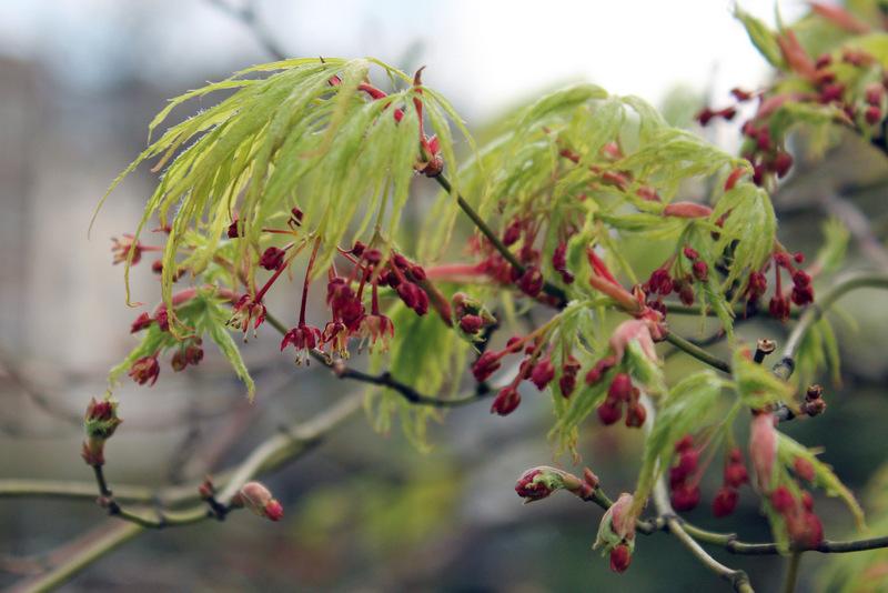 Photo of Japanese Maple (Acer palmatum 'Dissectum') uploaded by RuuddeBlock