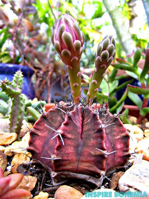 Photo of Chin Cactus (Gymnocalycium mihanovichii) uploaded by cmichelena