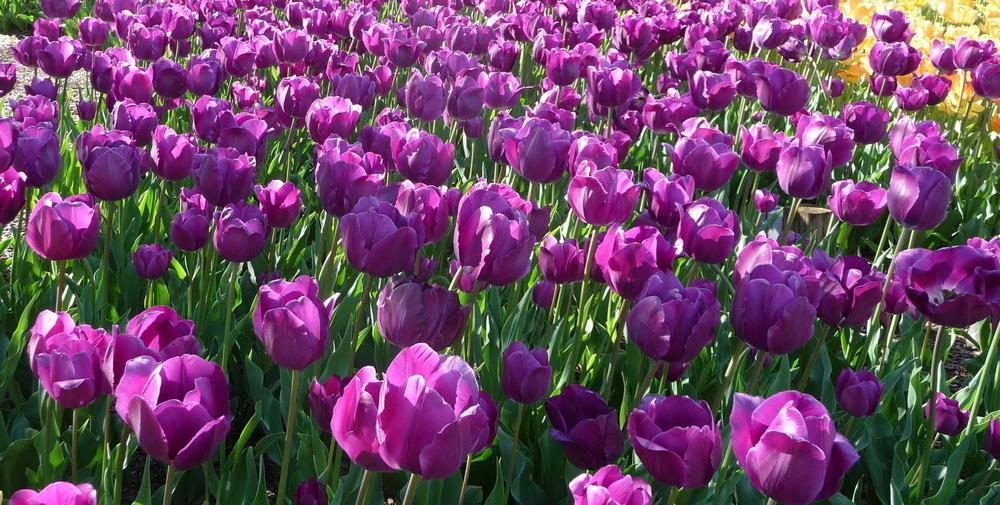 Photo of Triumph Tulip (Tulipa 'Negrita') uploaded by gardengus