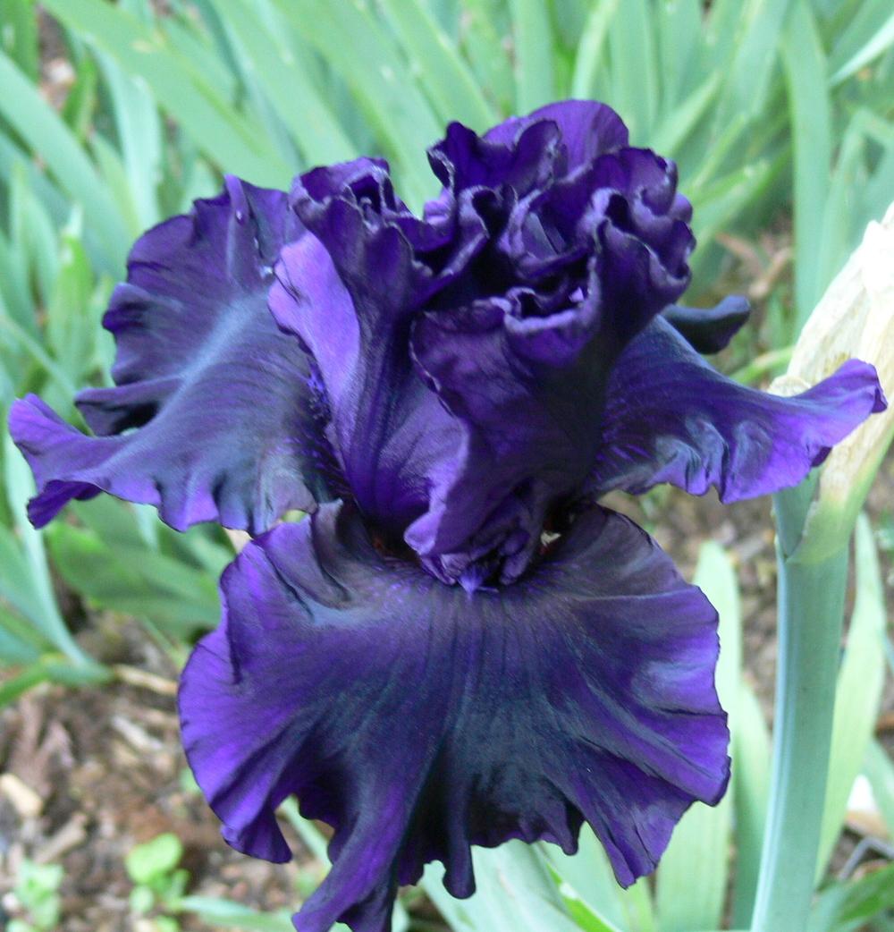 Photo of Tall Bearded Iris (Iris 'Noble Gesture') uploaded by janwax