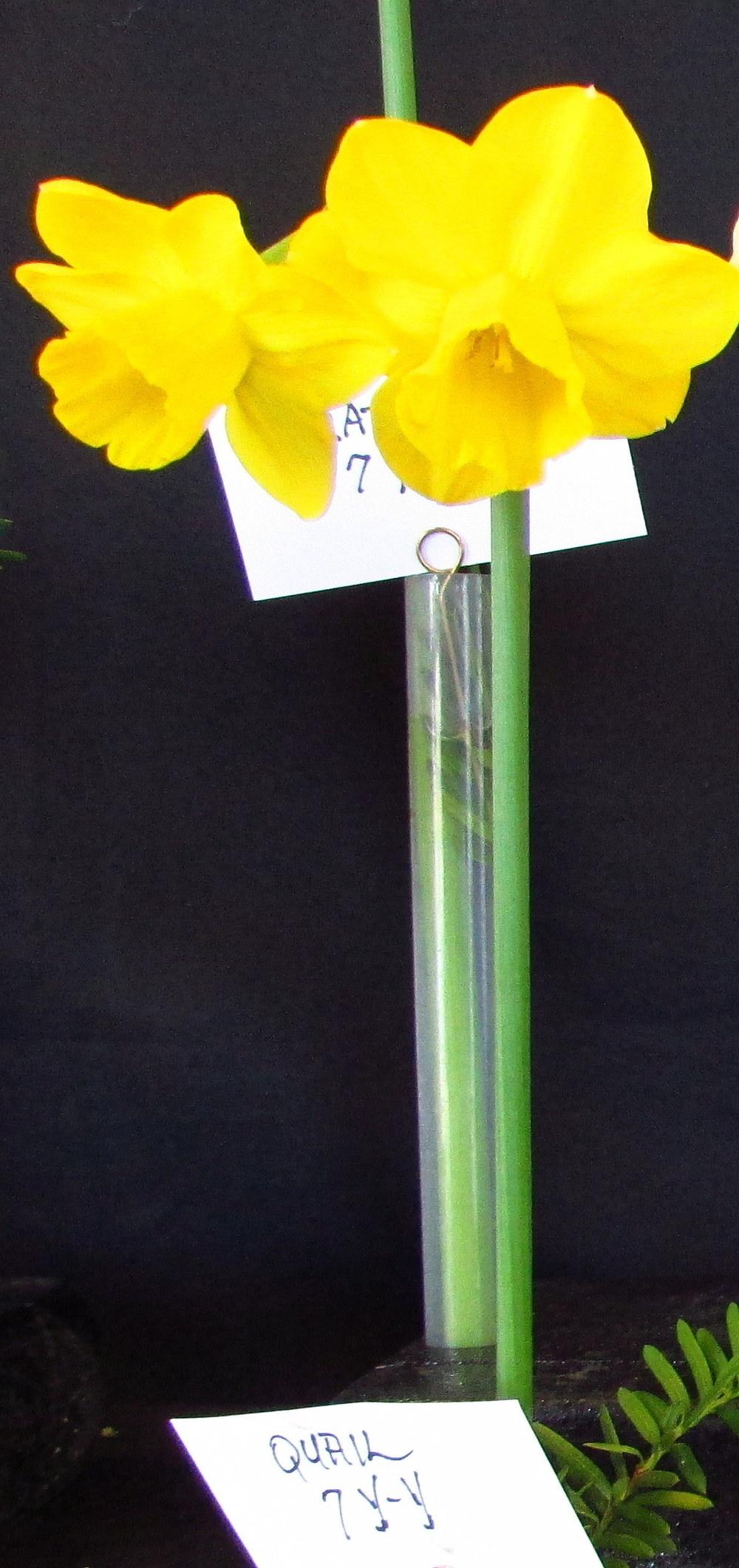 Photo of Jonquilla Daffodil (Narcissus 'Quail') uploaded by jmorth