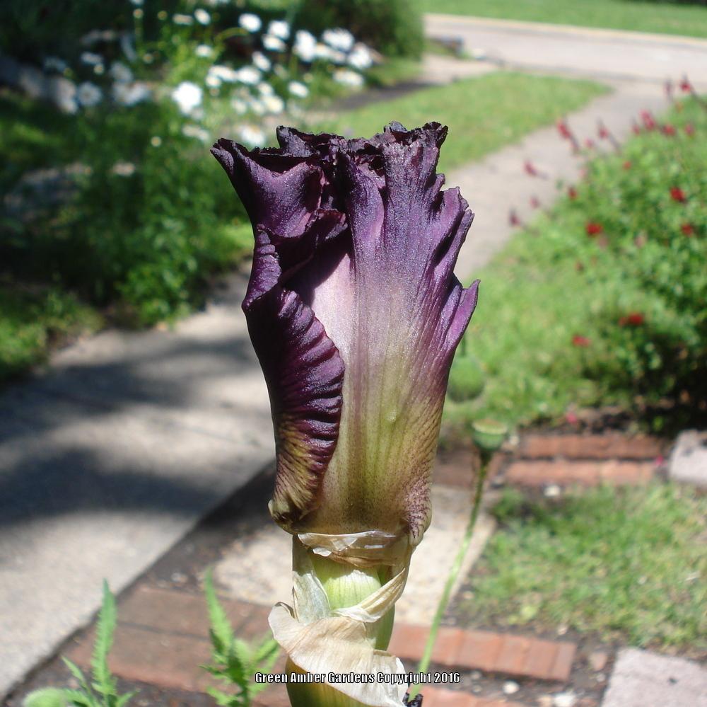Photo of Tall Bearded Iris (Iris 'Rarer than Rubies') uploaded by lovemyhouse