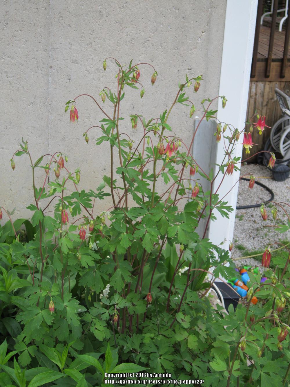 Photo of Eastern Red Columbine (Aquilegia canadensis) uploaded by pepper23
