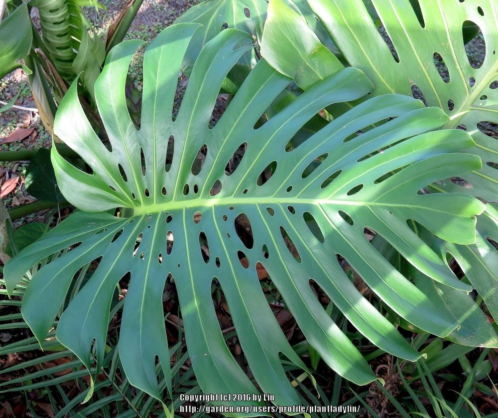 Photo of Split-Leaf Philodendron (Monstera deliciosa) uploaded by plantladylin