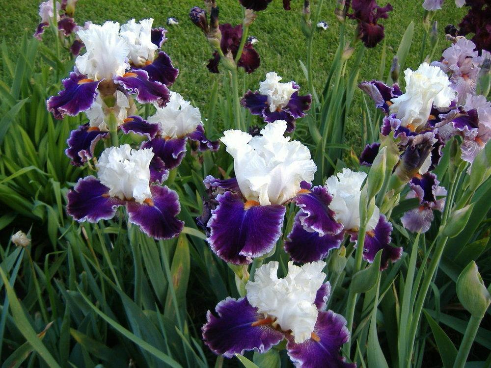Photo of Tall Bearded Iris (Iris 'Regal Knave') uploaded by tveguy3