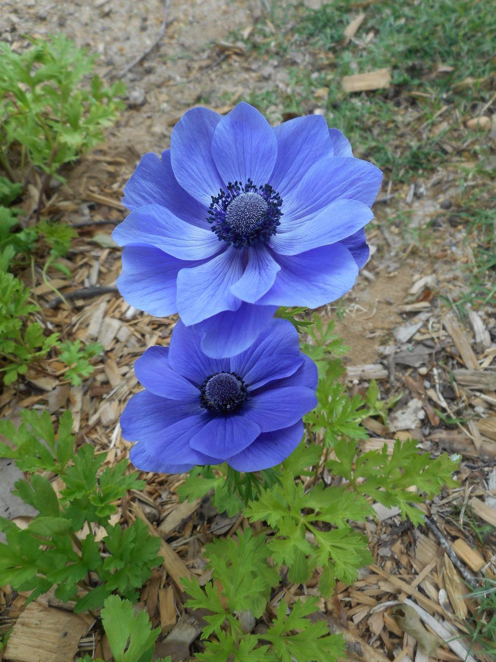 Anemones Plant Care and Collection of Varieties