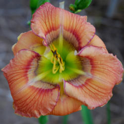 Location: Stamile Daylilies, Arroyo Grande, CA
Date: 2015-02-08
Photo by Pat/Grace Stamile. Used with permission.