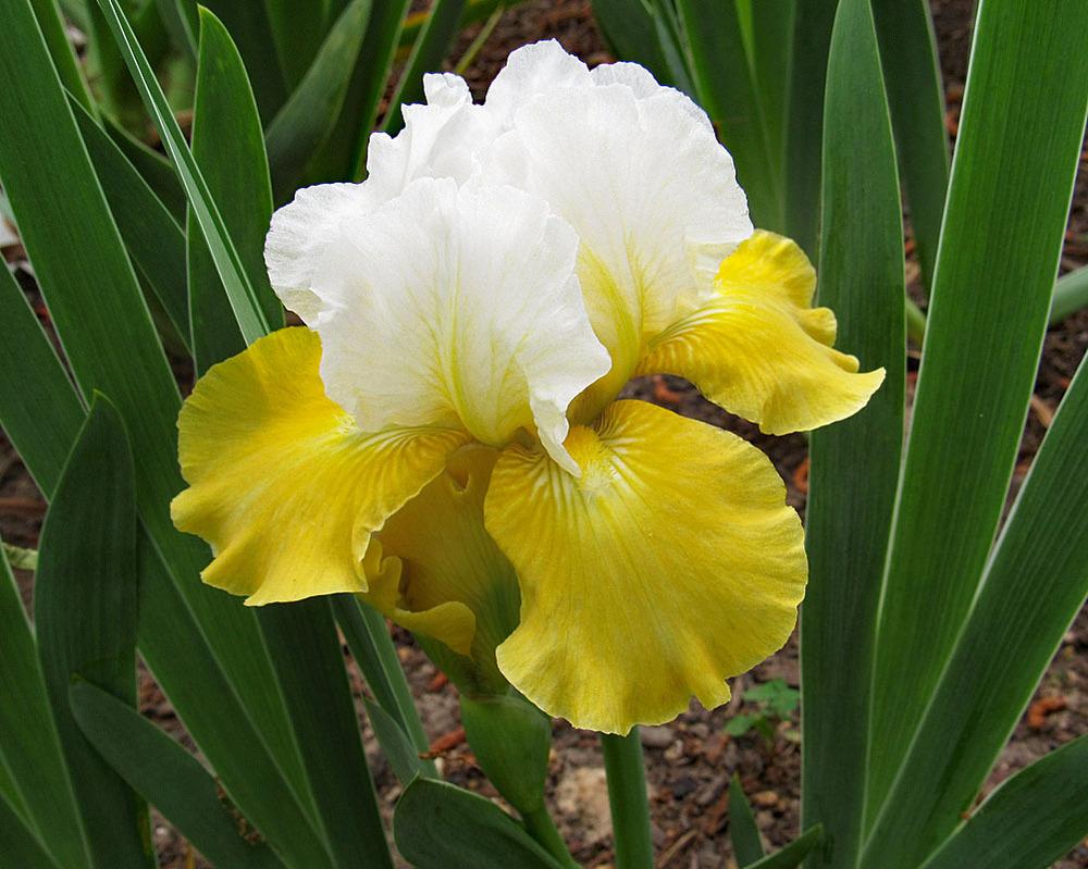 Photo of Intermediate Bearded Iris (Iris 'Apollo's Touch') uploaded by Lestv