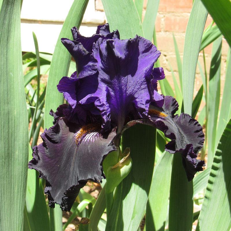 Photo of Tall Bearded Iris (Iris 'Blackbird Landing') uploaded by Lestv