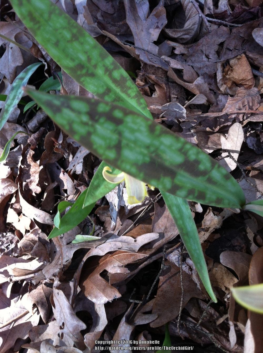 Photo of Trout Lily (Erythronium americanum) uploaded by TheOrchidGirl