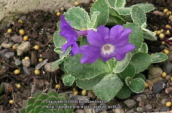 Photo of Primrose (Primula marginata 'Prichard's Variety') uploaded by ge1836