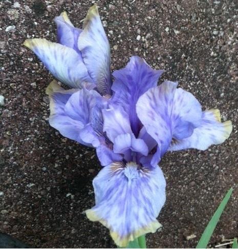 Photo of Arilbred Iris (Iris 'Patriot's Gem') uploaded by grannysgarden