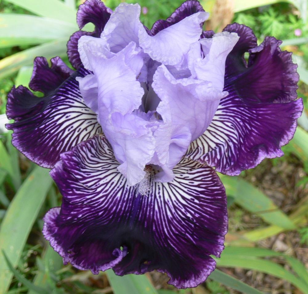 Photo of Tall Bearded Iris (Iris 'Captain Thunderbolt') uploaded by janwax