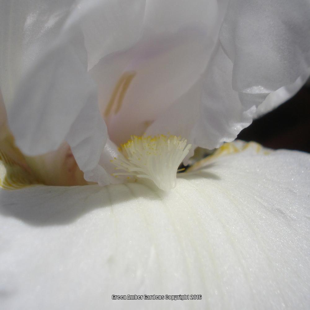Photo of Tall Bearded Iris (Iris 'Catch a Cloud') uploaded by lovemyhouse
