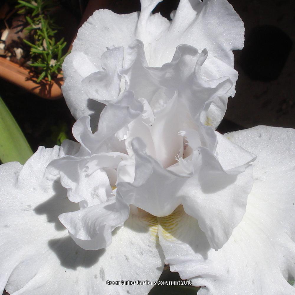 Photo of Tall Bearded Iris (Iris 'Catch a Cloud') uploaded by lovemyhouse