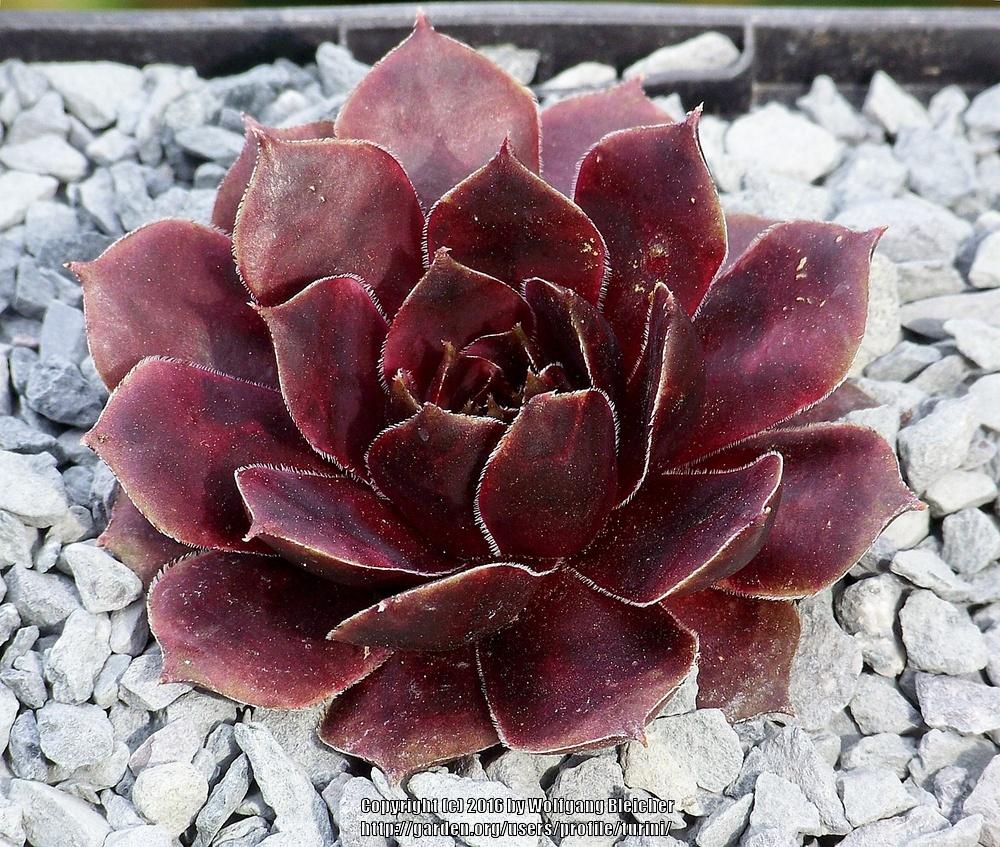 Photo of Hen and Chicks (Sempervivum 'Bengal') uploaded by turini