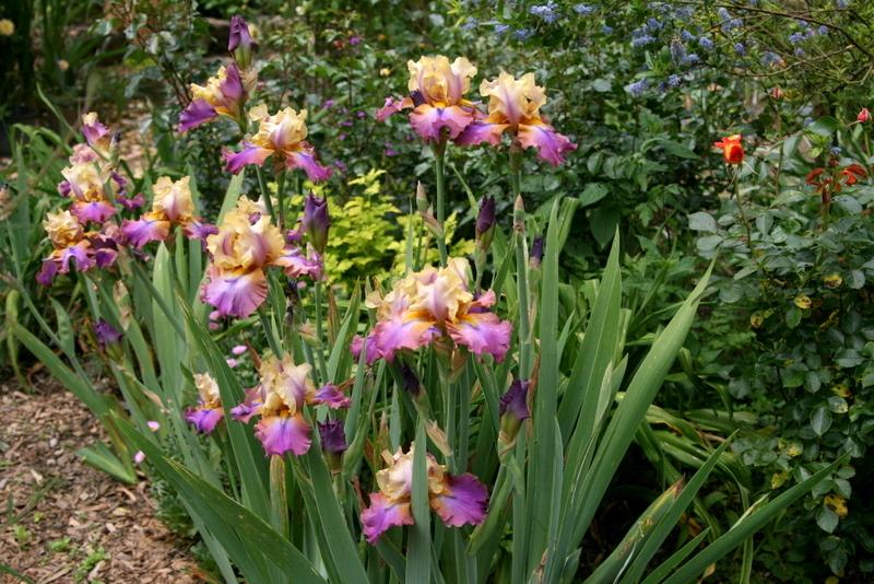 Photo of Tall Bearded Iris (Iris 'Trillion') uploaded by Calif_Sue