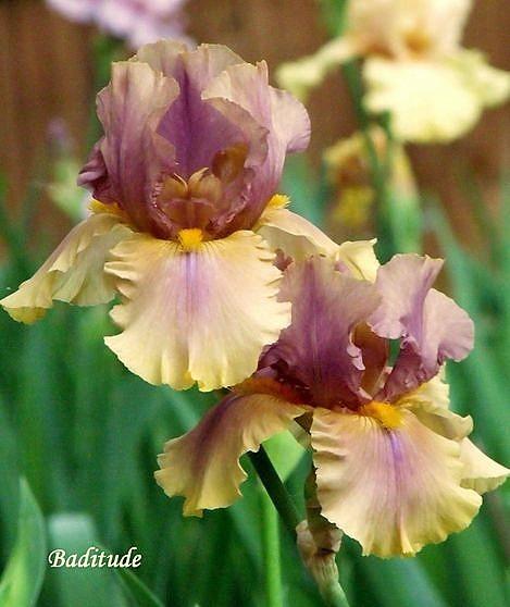 Photo of Tall Bearded Iris (Iris 'Baditude') uploaded by Ladylovingdove