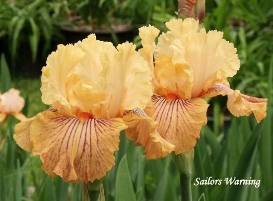 Photo of Tall Bearded Iris (Iris 'Sailor's Warning') uploaded by Ladylovingdove